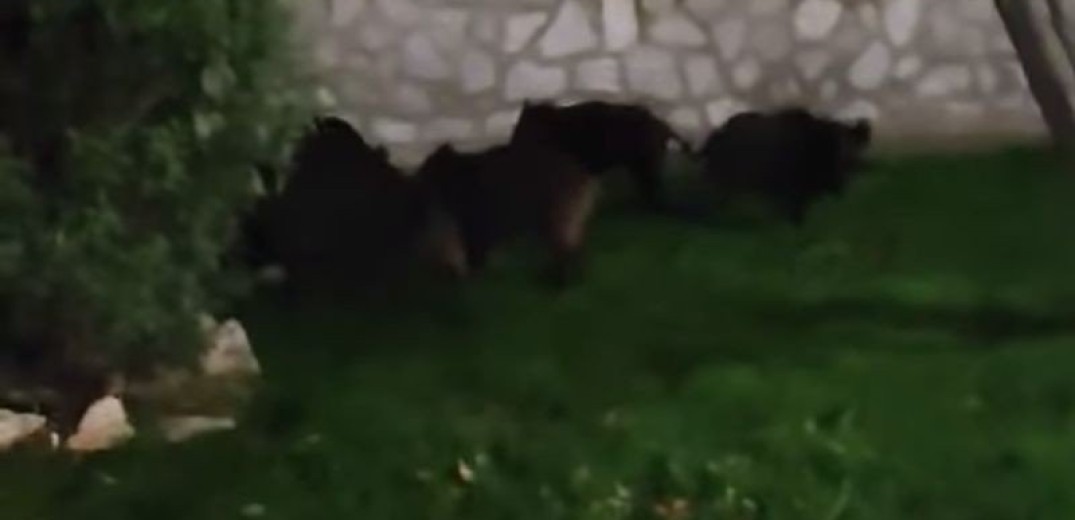 Θεσσαλονίκη: Βγήκαν για… βόλτα τα αγριογούρουνα στην Πυλαία (βίντεο)