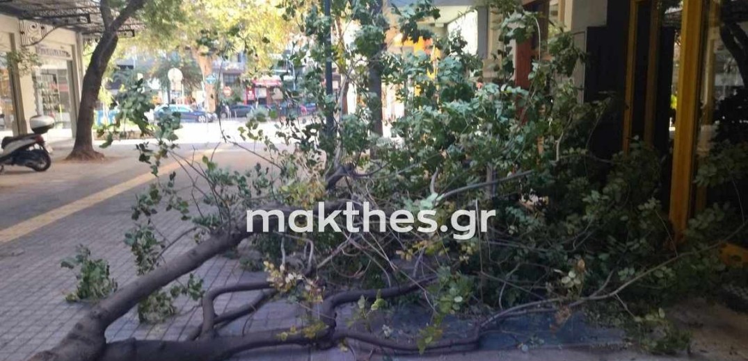Θεσσαλονίκη: Πτώσεις δέντρων και αποκολλήσεις πινακίδων από τη μανία των μποφόρ (βίντεο & φωτ.)