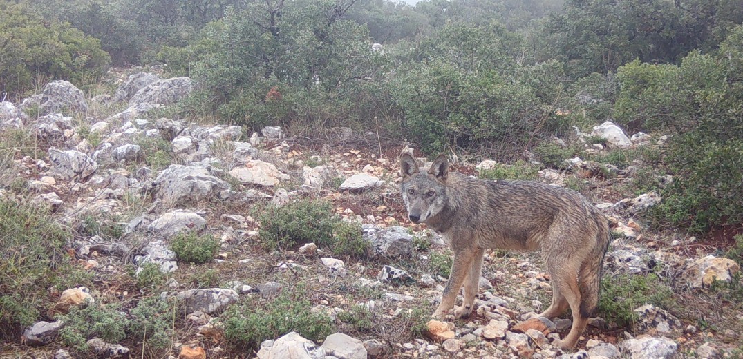 Περιβαλλοντική Οργάνωση Καλλιστώ: Υπερβολικά και ανακριβή τα δημοσιεύματα περί υπερπληθυσμού στους λύκους 