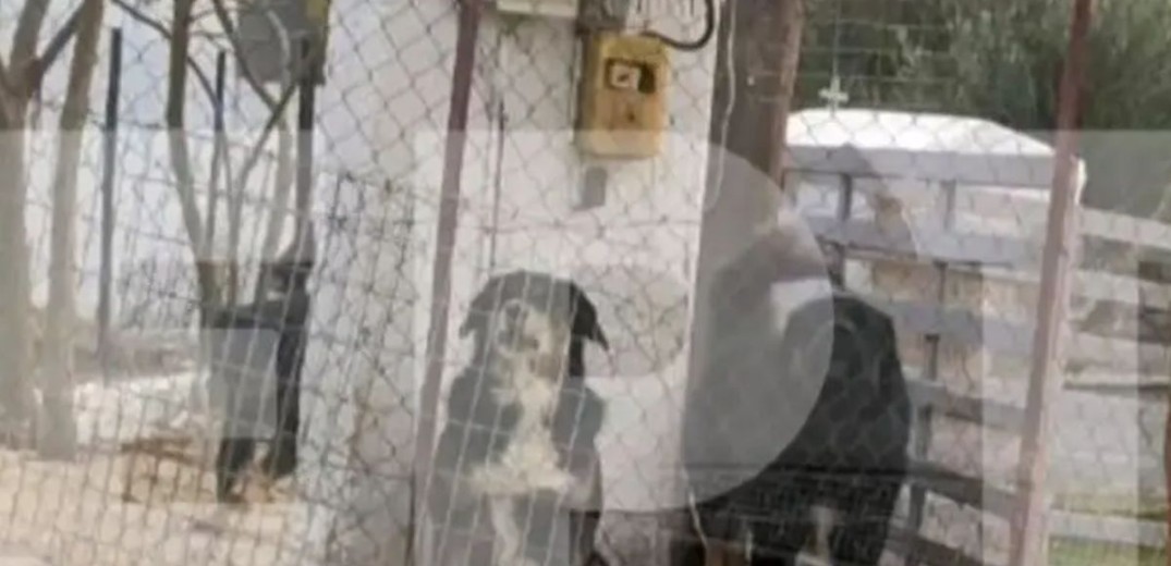 Θεσσαλονίκη: Απολογείται σήμερα ο 37χρονος ιδιοκτήτης των σκυλιών που κατασπάραξαν την 50χρονη - Τι θα ισχυριστεί