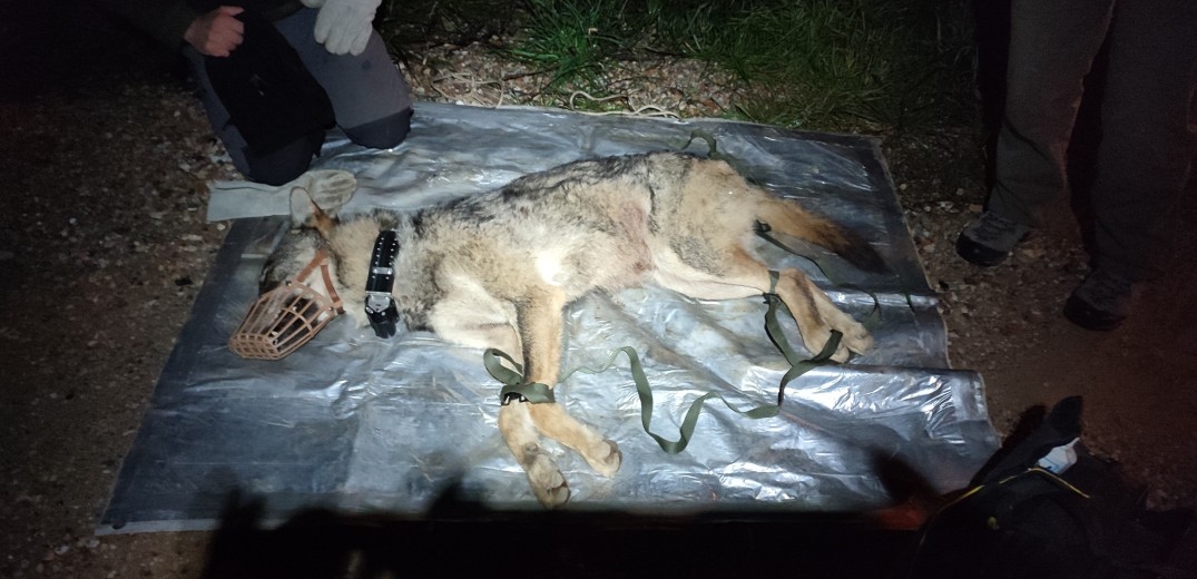 Αμυγδαλέζα: «Συνελήφθη» λύκος που είχε εγκλωβιστεί σε χώρο της αστυνομίας