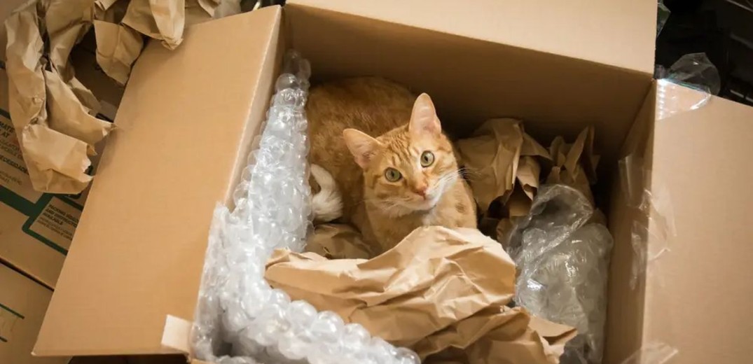 ΗΠΑ: Γάτα ταξίδεψε από την Γιούτα στο Λος Άντζελες μέσα σε... δέμα της Amazon