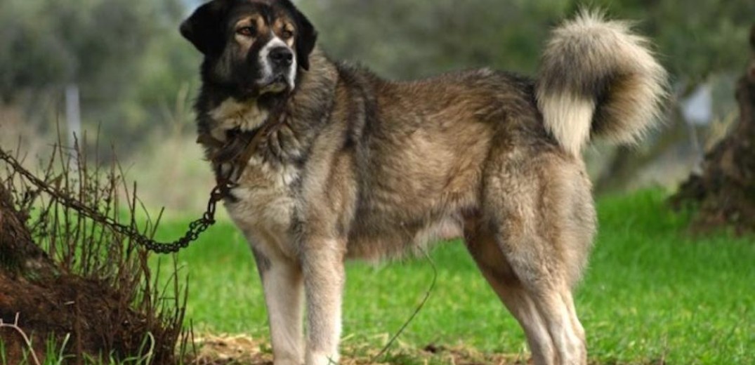 Καβάλα: Σκότωσαν 12 σκυλιά με φόλες σε κτηνοτροφική μονάδα