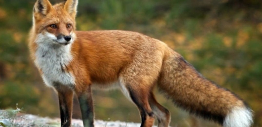 ΠΚΜ: Ολοκληρώθηκε η εμβολιαστική εκστρατεία για την κόκκινη αλεπού 
