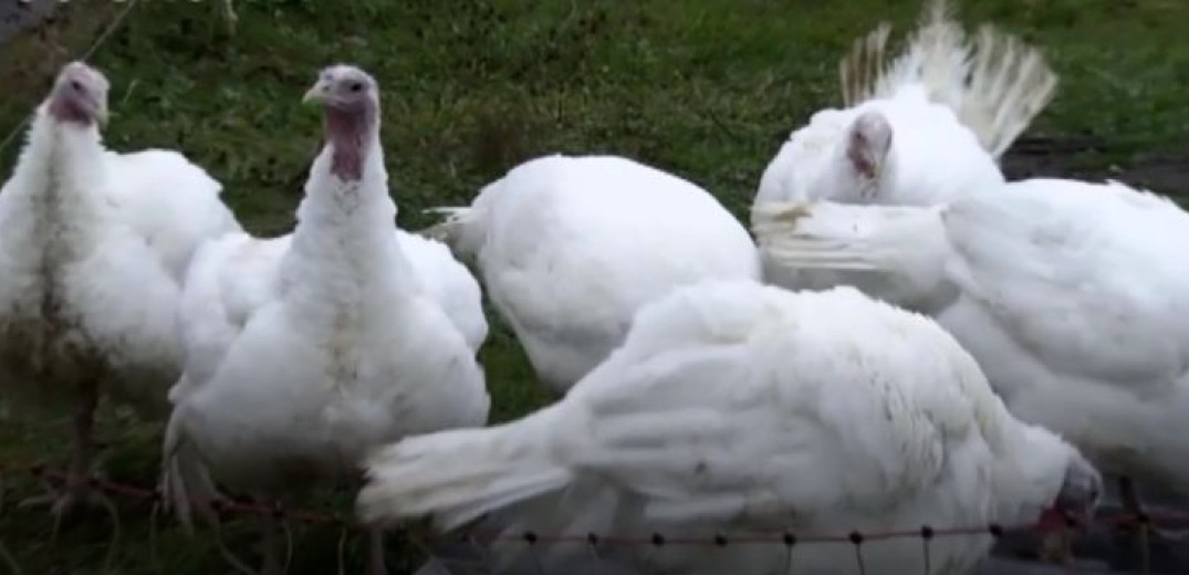 Πώς προσβάλει τον οργανισμό η γρίπη των πτηνών και πόσο πιθανό είναι να προκαλέσει πανδημία (βίντεο)