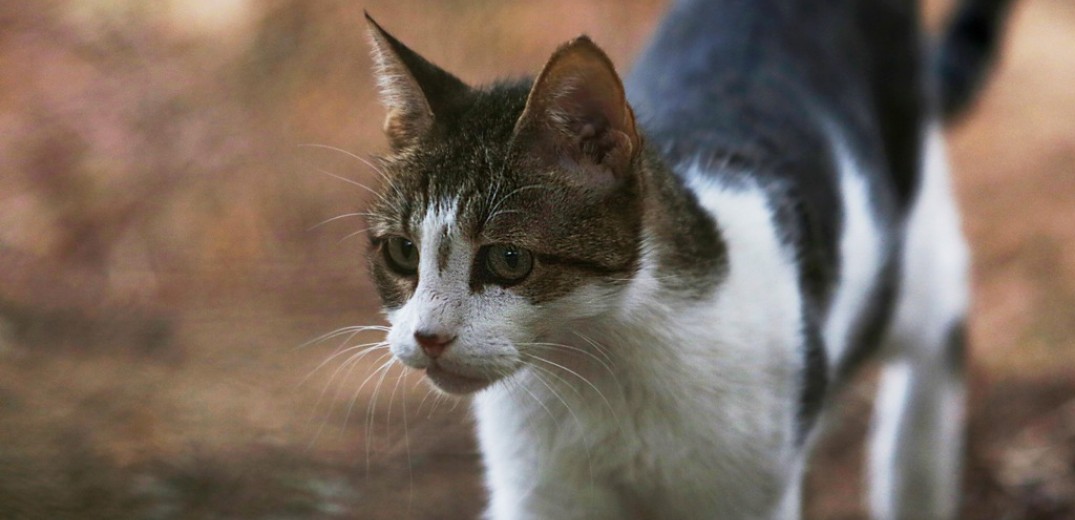 Κτηνωδία στην Κρήτη: Ιδιοκτήτης ταβέρνας κλώτσησε έγκυο γάτα και απέβαλε