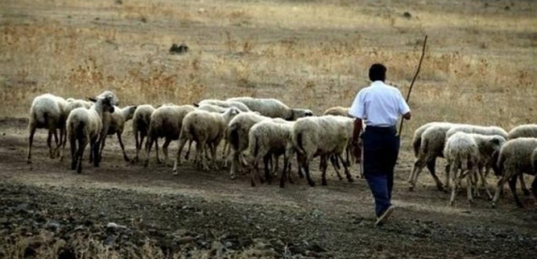 Από τις 19 Δεκεμβρίου οι αιτήσεις των κτηνοτρόφων για την έκτακτη ενίσχυση αγοράς ζωοτροφών