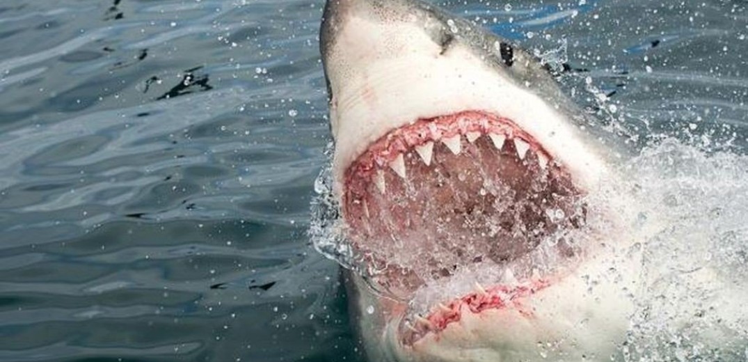 Τραγωδία στην Αυστραλία: Καρχαρίας κατασπάραξε έφηβο κοντά σε παραλία