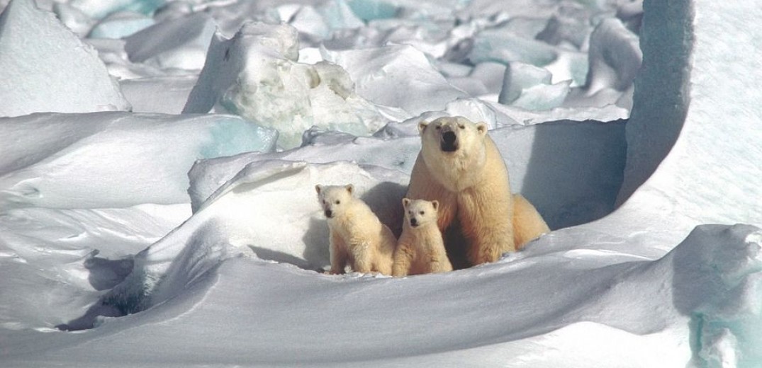 Οι πολικές αρκούδες κινδυνεύουν με εξαφάνιση μέχρι το τέλος του αιώνα