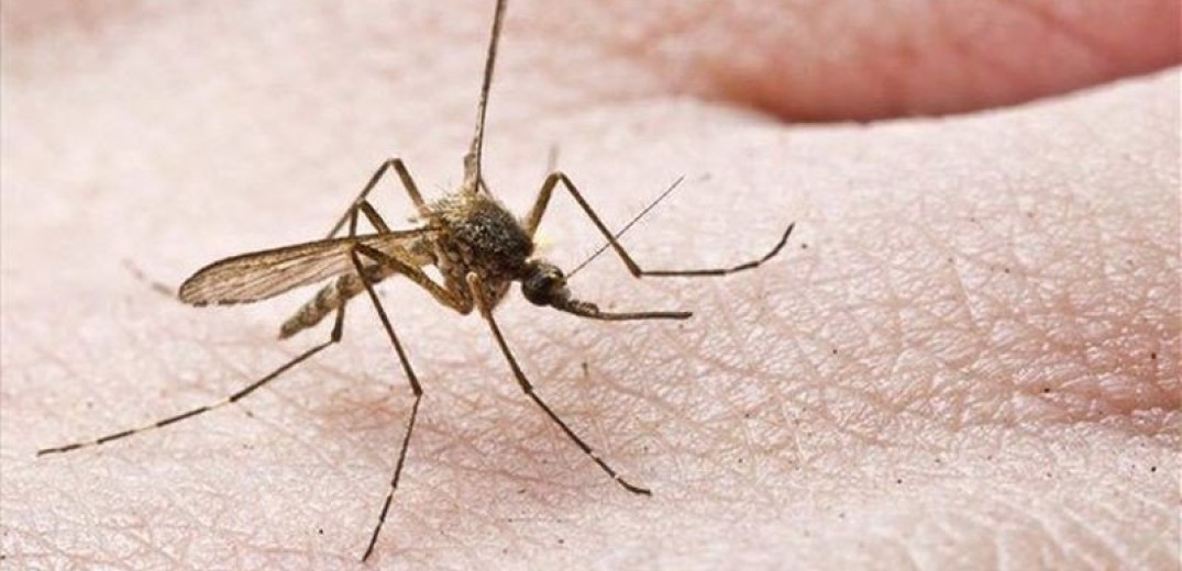 Πώς να προφυλαχθείτε από τα κουνούπια και τον ιό Δυτικού Νείλου 