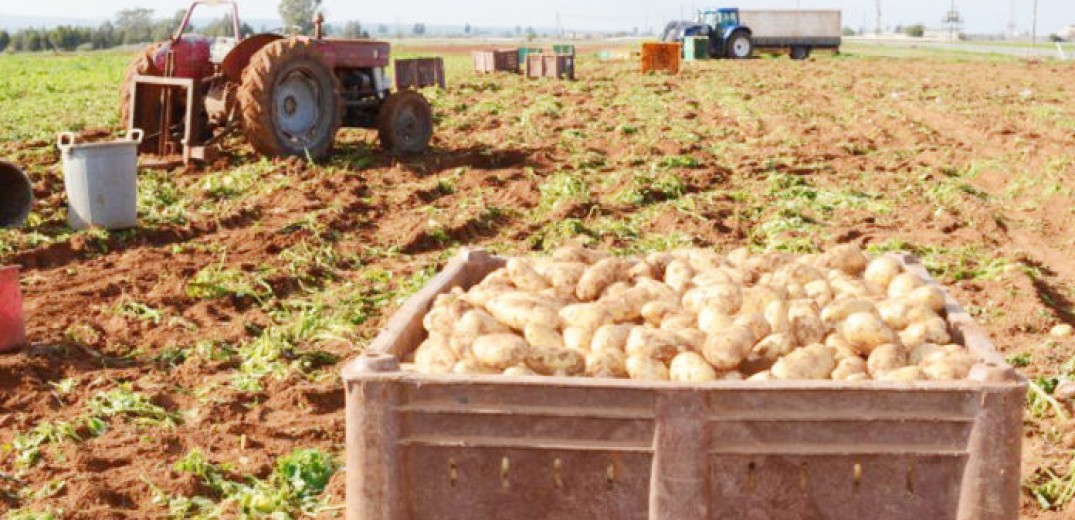 Σέρρες: «Βουνό» οι απούλητες πατάτες - Σε απόγνωση οι παραγωγοί