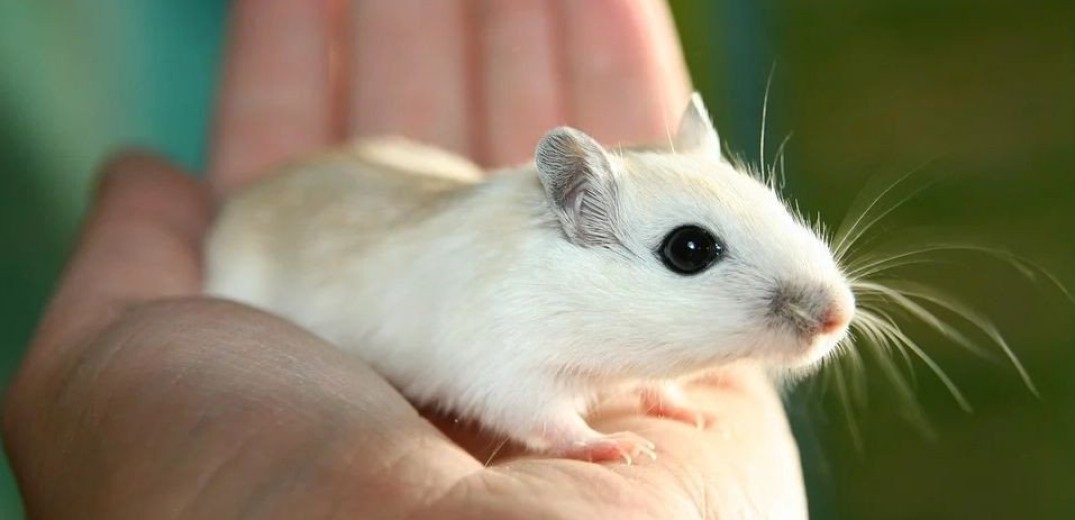 Ποντίκια από δύο βιολογικούς πατέρες; Επιστήμονες έφτιαξαν ωάρια από αρσενικά κύτταρα&#33;