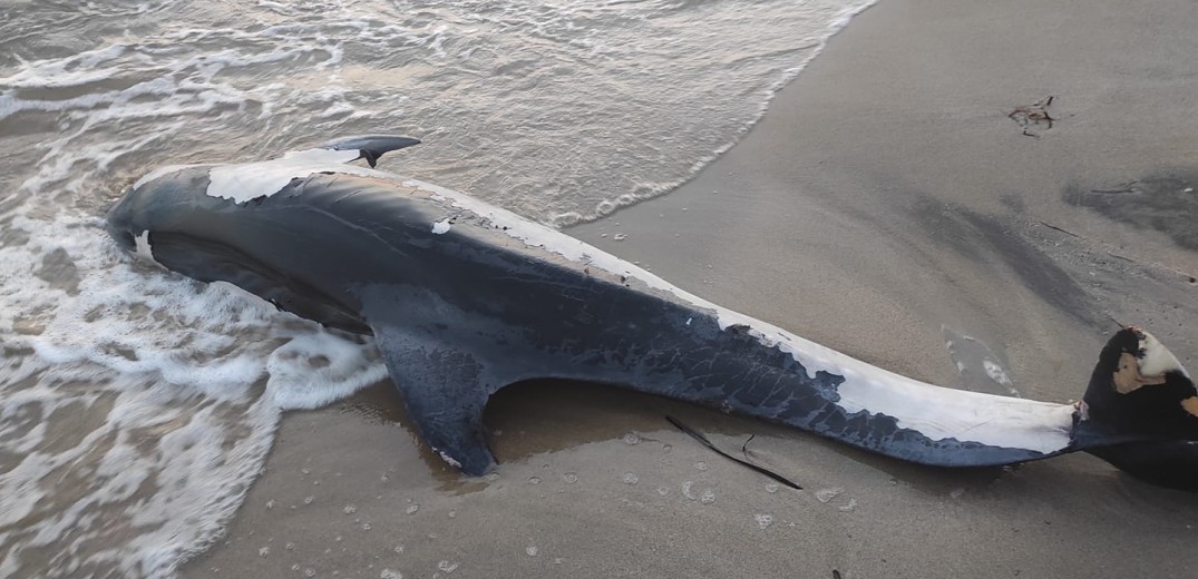 Χαλκιδική: Νεκρό δελφίνι σε ακτή της Καλλικράτειας